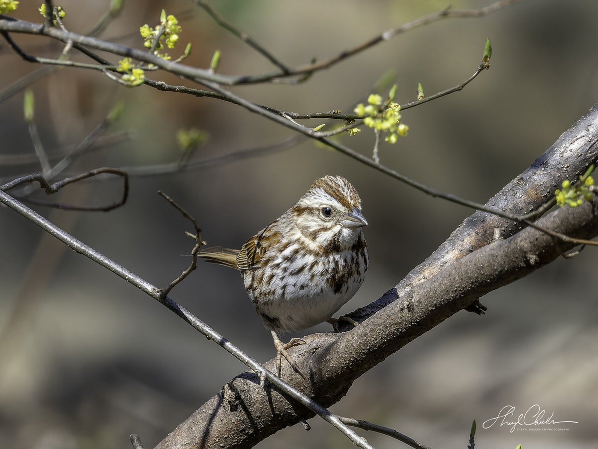 DiveArtist's tweet image. A Song Sparrow was also at Evodia on Friday! It was a happening place!
#birdcpp
#songsparrow
#springmigration
#birdsseenin2023