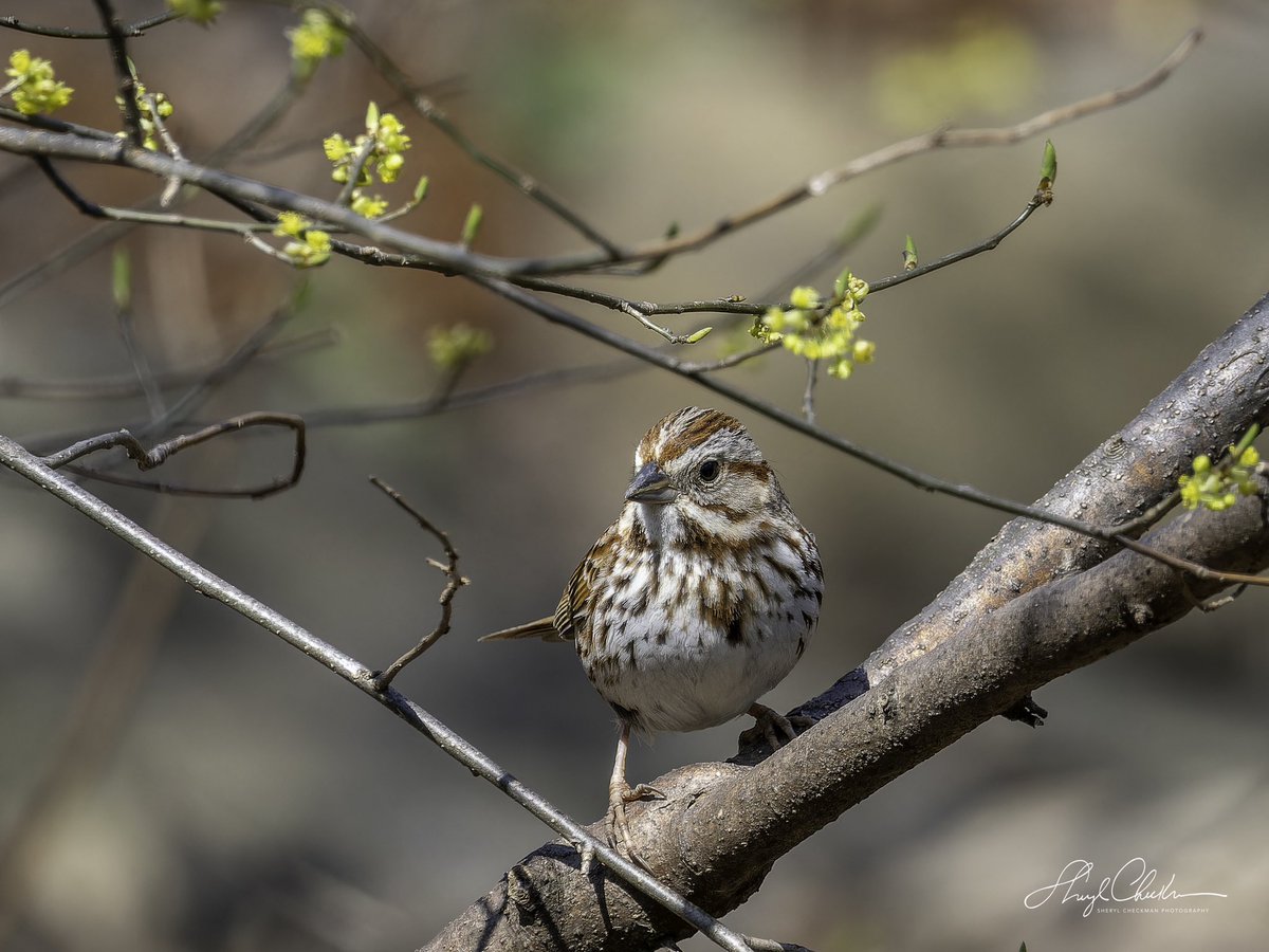 DiveArtist's tweet image. A Song Sparrow was also at Evodia on Friday! It was a happening place!
#birdcpp
#songsparrow
#springmigration
#birdsseenin2023