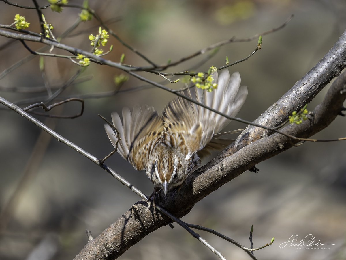 DiveArtist's tweet image. A Song Sparrow was also at Evodia on Friday! It was a happening place!
#birdcpp
#songsparrow
#springmigration
#birdsseenin2023