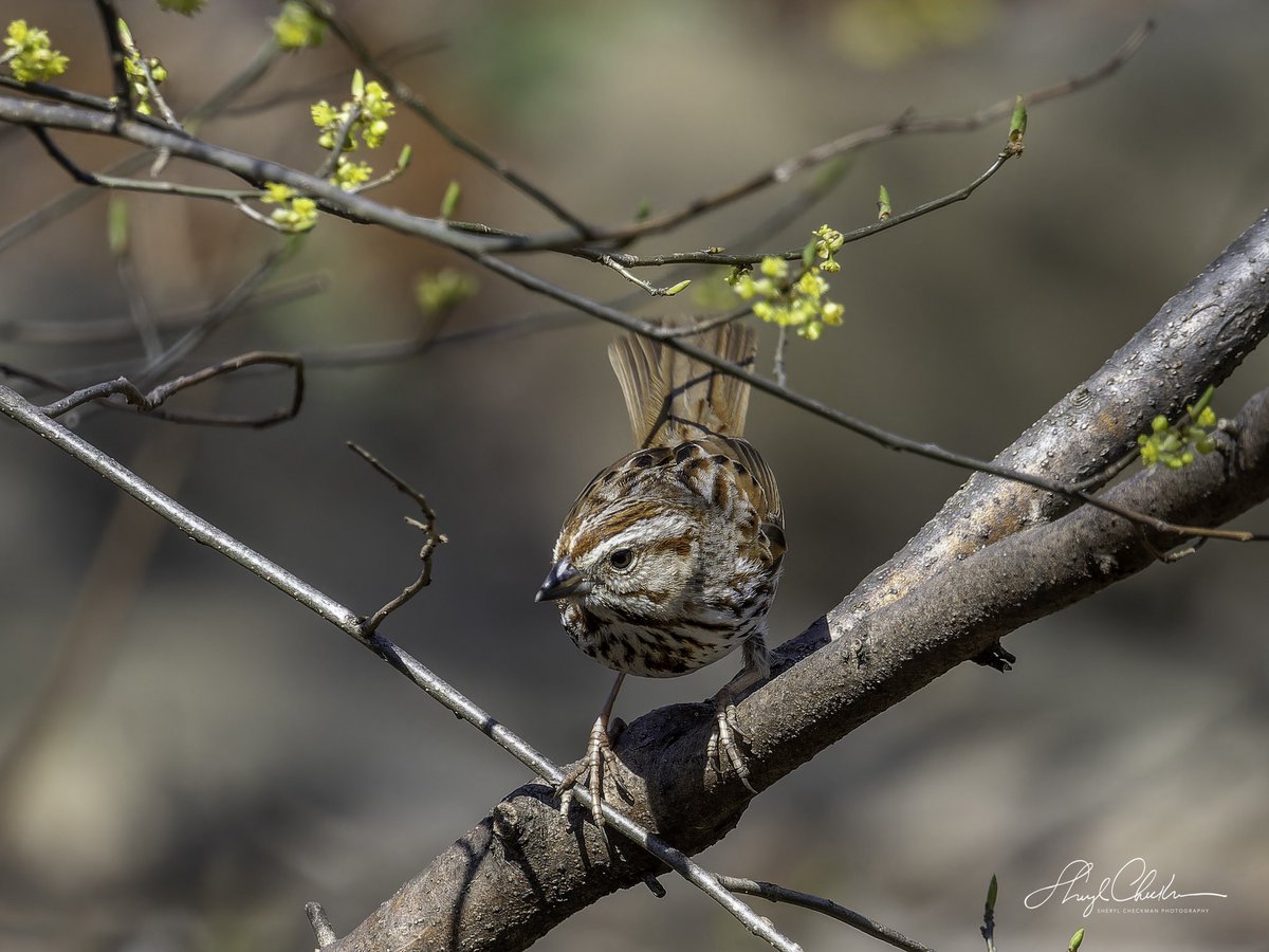 DiveArtist's tweet image. A Song Sparrow was also at Evodia on Friday! It was a happening place!
#birdcpp
#songsparrow
#springmigration
#birdsseenin2023
