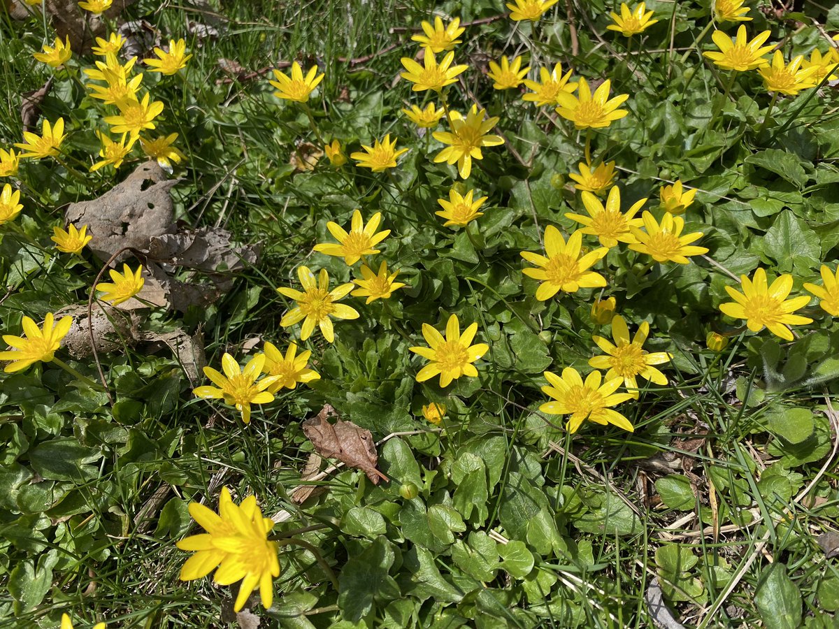 Boston_Boffin's tweet photo. Le printemps https://t.co/ZogbjDHnDH