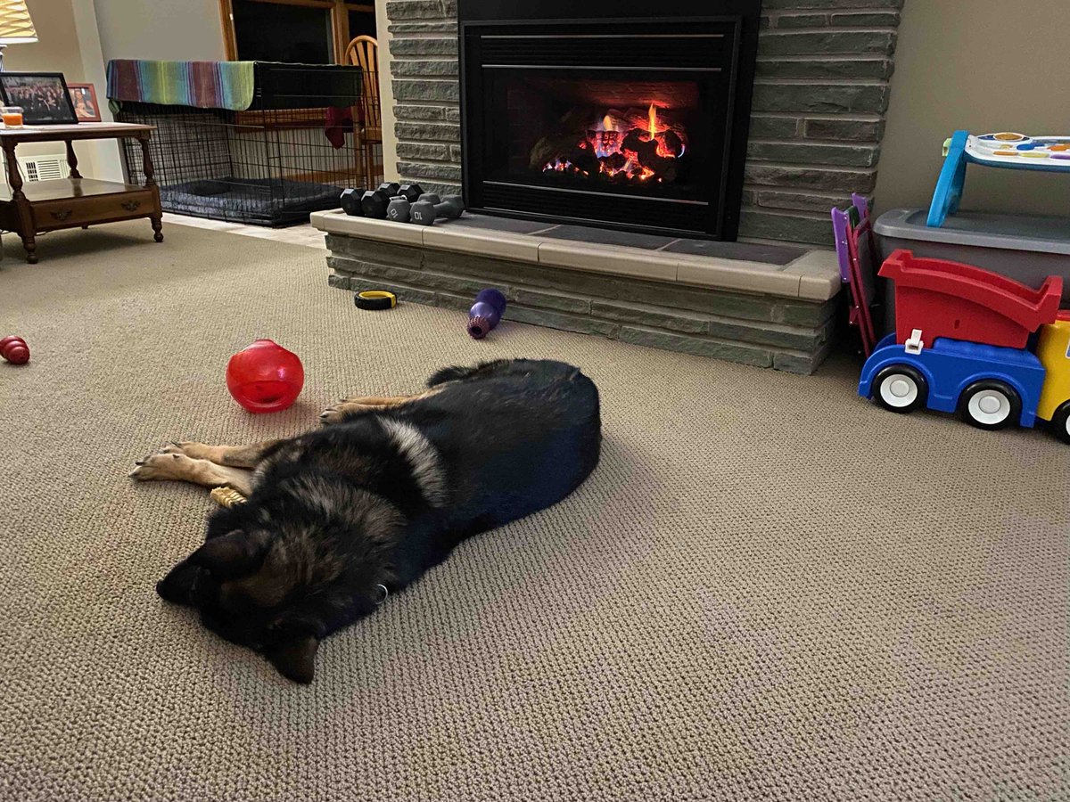 Shh… K9 Kato is taking a snooze. We will be featuring this K9 Hero all week, stay tuned! 
#sundayisforsnoozing 

#pawsofhonor #twoheroesoneleash #jointhepack #onemission #veterinary #veterinarycare #workingdogs #retiredK9 #nonprofit #k9life #gsd #gsdofinstagram