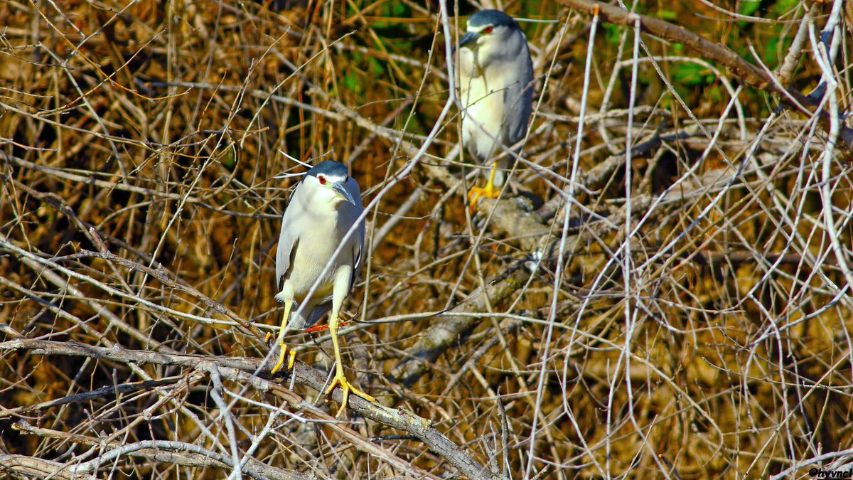 Night Heron | Nycticorax nycticorax | GECE BALIKÇILI

instagram.com/p/C47jzMQM7-n/…

#nightheron #nightheron #nycticoraxnycticorax #pajareo #urbanecology #hayvamanzaraları #16x9_birds #birdsofX #ThePhotoHour #PintoFotografía #thePhotoNow #yourshot #photooftheday #photoHDR #FotoRshot