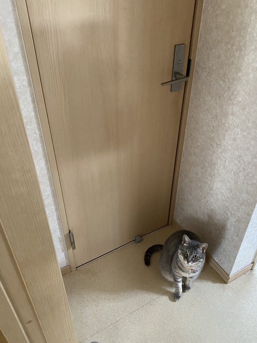 毎朝の日課
パパのトイレの出待ち（長い😅）