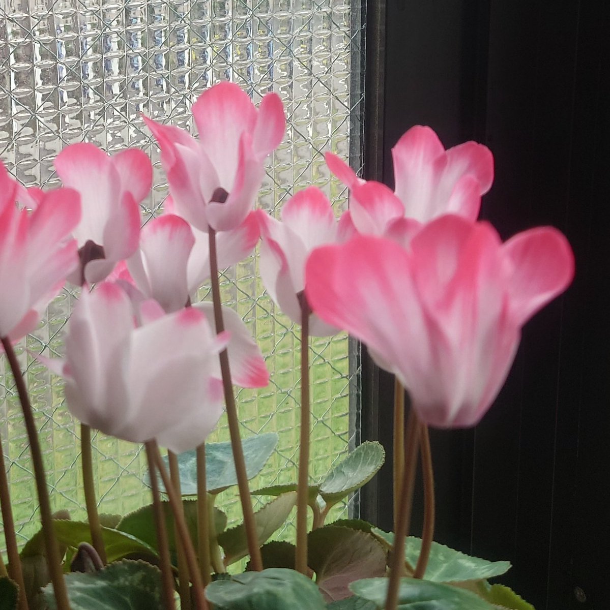 おはようございます
今朝、こちらは薄曇り

でも、シクラメンには光が集まっています
シクラメンのほうも、かつてないほどの花数です

今日、嫌なことありませんように🙏
#ガーデニング #シクラメン #ブラック職場 #メンタルケア #セルフケア