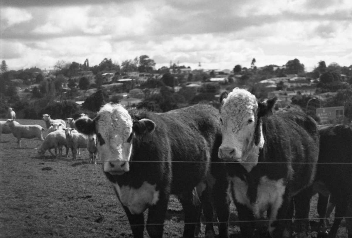 NatashaBarret18's tweet photo. Moo vibes for Easter Monday ๐
#f100 #filmisnotdead #filmisalive #xp2super #ilford #architecture #blackandwhitephotography #cows #Mutukaroa / #HamlinsHill #RegionalParks #Auckland #easter https://t.co/bGwqBpEBYR