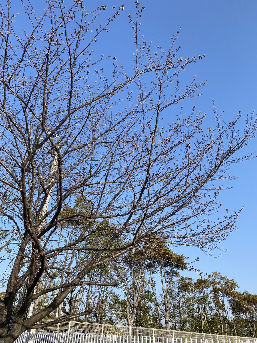 「おはようございます今日から4月!通勤路にある小学校、校門前の桜はようやく一輪。今」|しんりんがく@【と04a】COMITIA144のイラスト