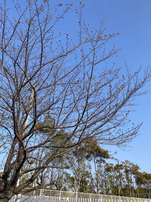 おはようございます今日から4月!通勤路にある小学校、校門前の桜はようやく一輪。今年ものんびりと咲き始めましたそれぞれに新年度、つつがなくスタートできますように 