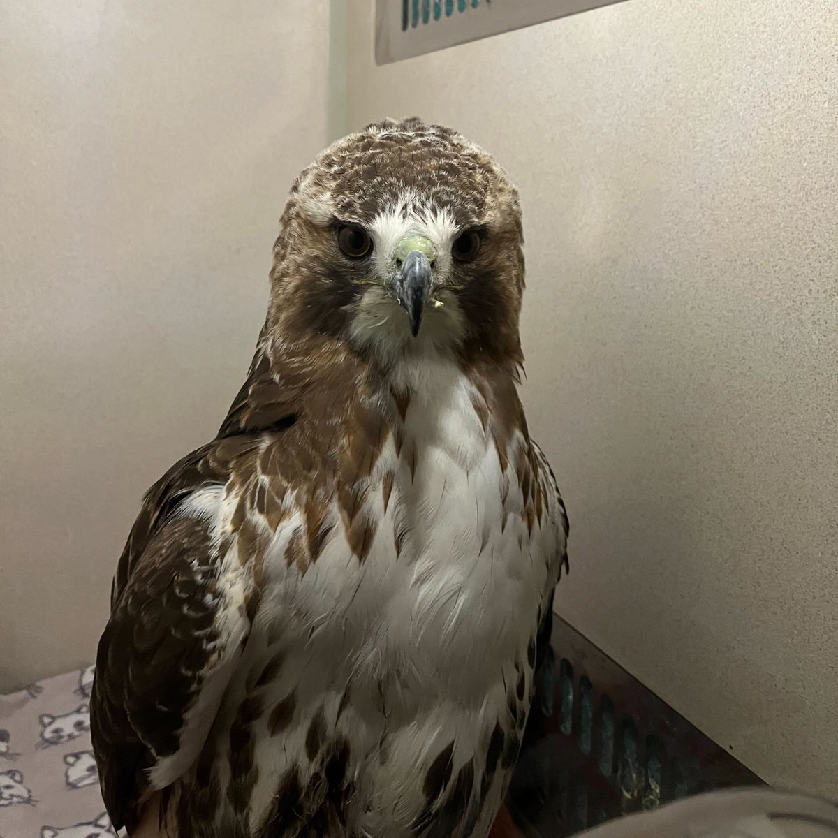 While Flaco the owl was flying free in NYC, consuming meal after meal of the poisoned rats that would contribute to his death, hundreds of wild, native raptors across the city were meeting the same fate. This is beautiful Boho, an adult red-tailed hawk.🧵 📷: Emily Einhorn