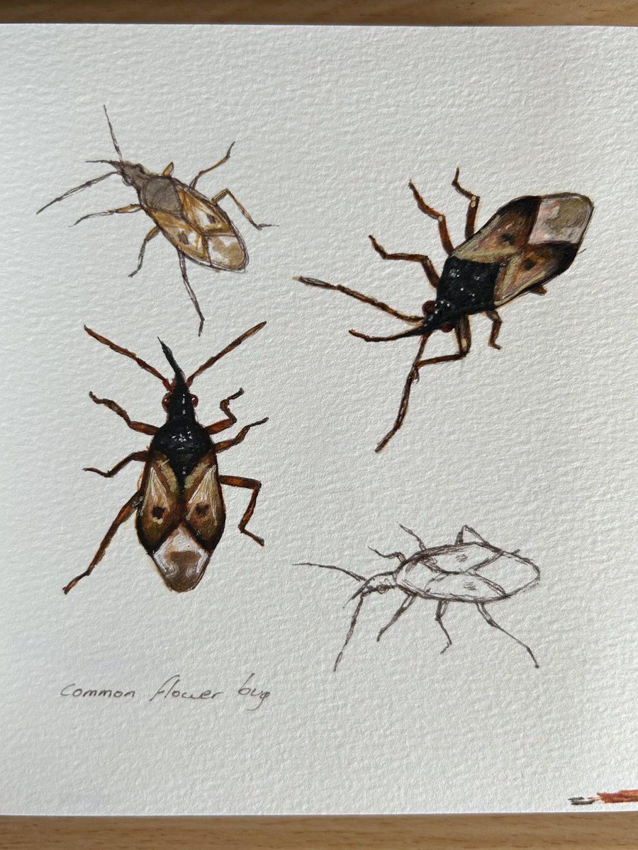 Some sketching #sketchbook #insects #biodiversity