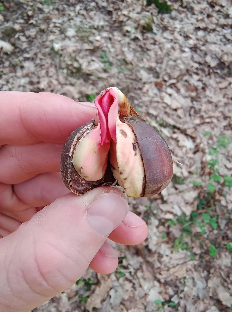 rubinder_singh_'s tweet image. kacang apa ni