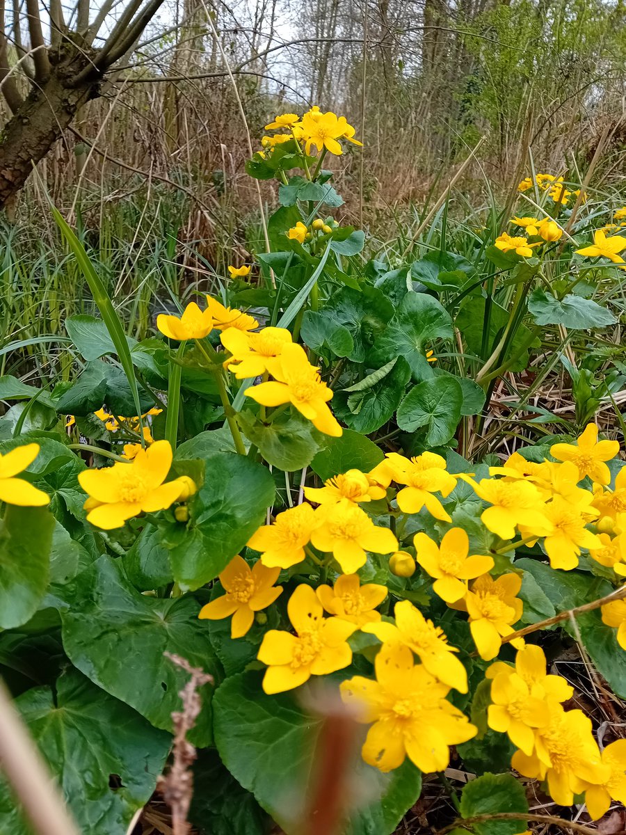 Great year for Marsh Marigold this year, now spreading really well along the watercourses and pond margins at Ryton Pools since planting a few about 12 years ago!