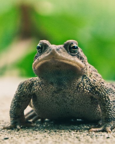 OutOfDutch's tweet photo. Visited by the Easter Toad today!
#photography #missouri #SONY #a6400 #lightroom
#FROGGIES #toad #Easter #FRIENDS https://t.co/NjDpKlHQzC
