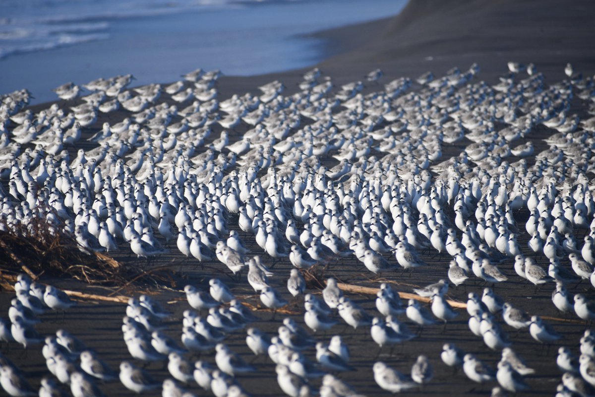 Todavía quedan bandadas grandes de Playero blanco (Calidris alba) en desembocadura del río Maipo. Pronto inician migración hacia hemisferio norte. Se reproducen en el alto Ártico y migran por ruta del Pacífico para llegar a las playas y humedales de Chile.