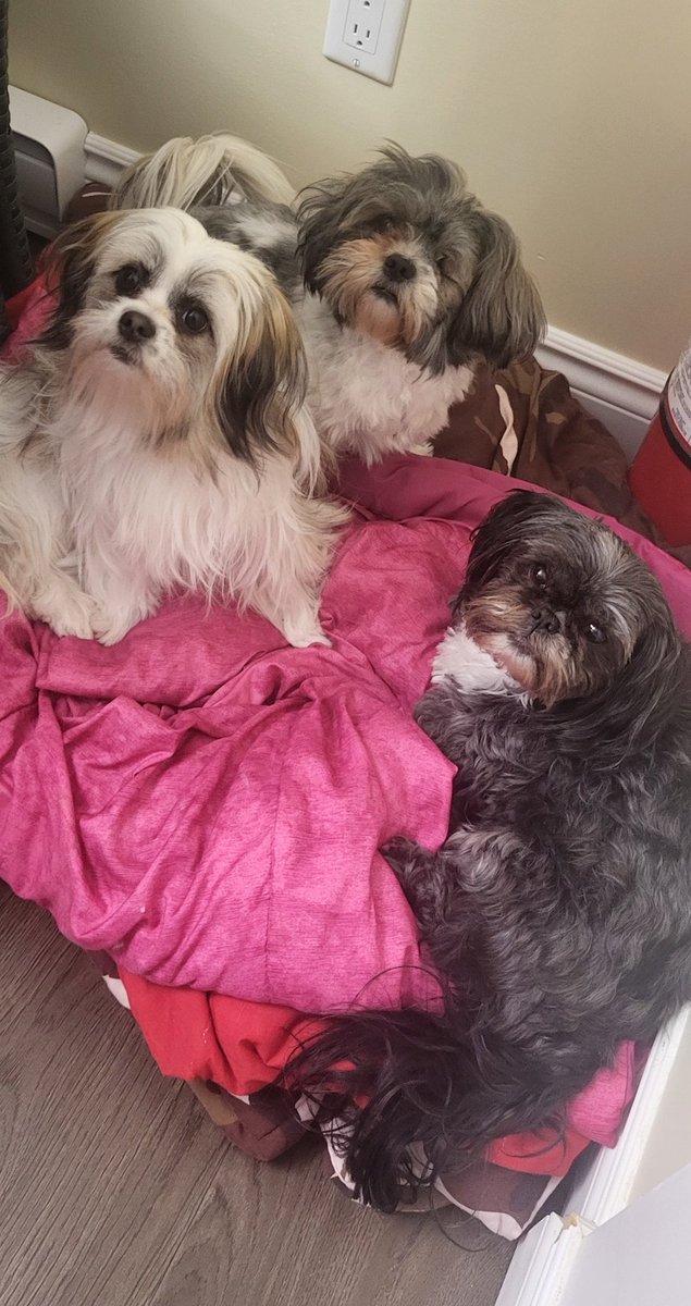 #HappyEasterEveryone #shihtzu ❤️