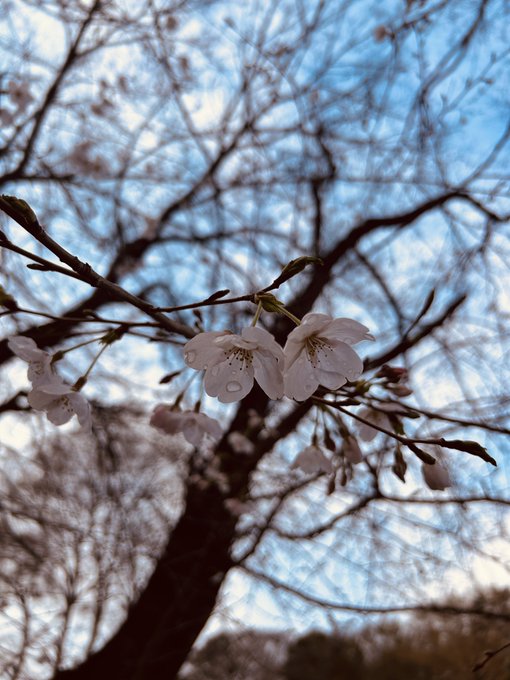 桜咲いてるかなと思って足を伸ばしてウォーキング。一分咲きくらいだった。今年は満開が早そうなので、入学式までもつといいですね〜 