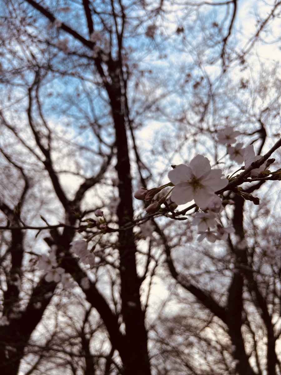 「桜咲いてるかなと思って足を伸ばしてウォーキング。一分咲きくらいだった。今年は満開」|まんだ🍎林檎🌕のイラスト