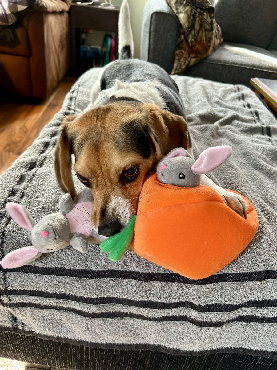 My Grammy got me a carrot filled with baby bunnies!🐶🥕🐰 #Easter #beagle #happydog #bunnies #HappyEaster #dog #dogcommunity