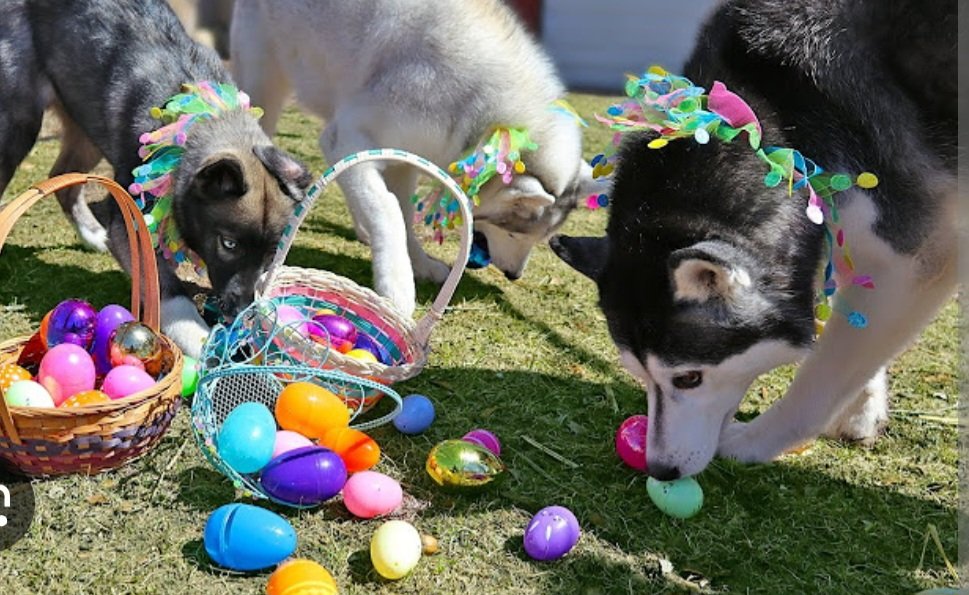 HAPPY EASTER to all the celebrate from K9 Fluent! 

#happyeaster #k9fluent #dogtraining #dogtrainer #Easter #utahdogs #dogsofutah #enjoy