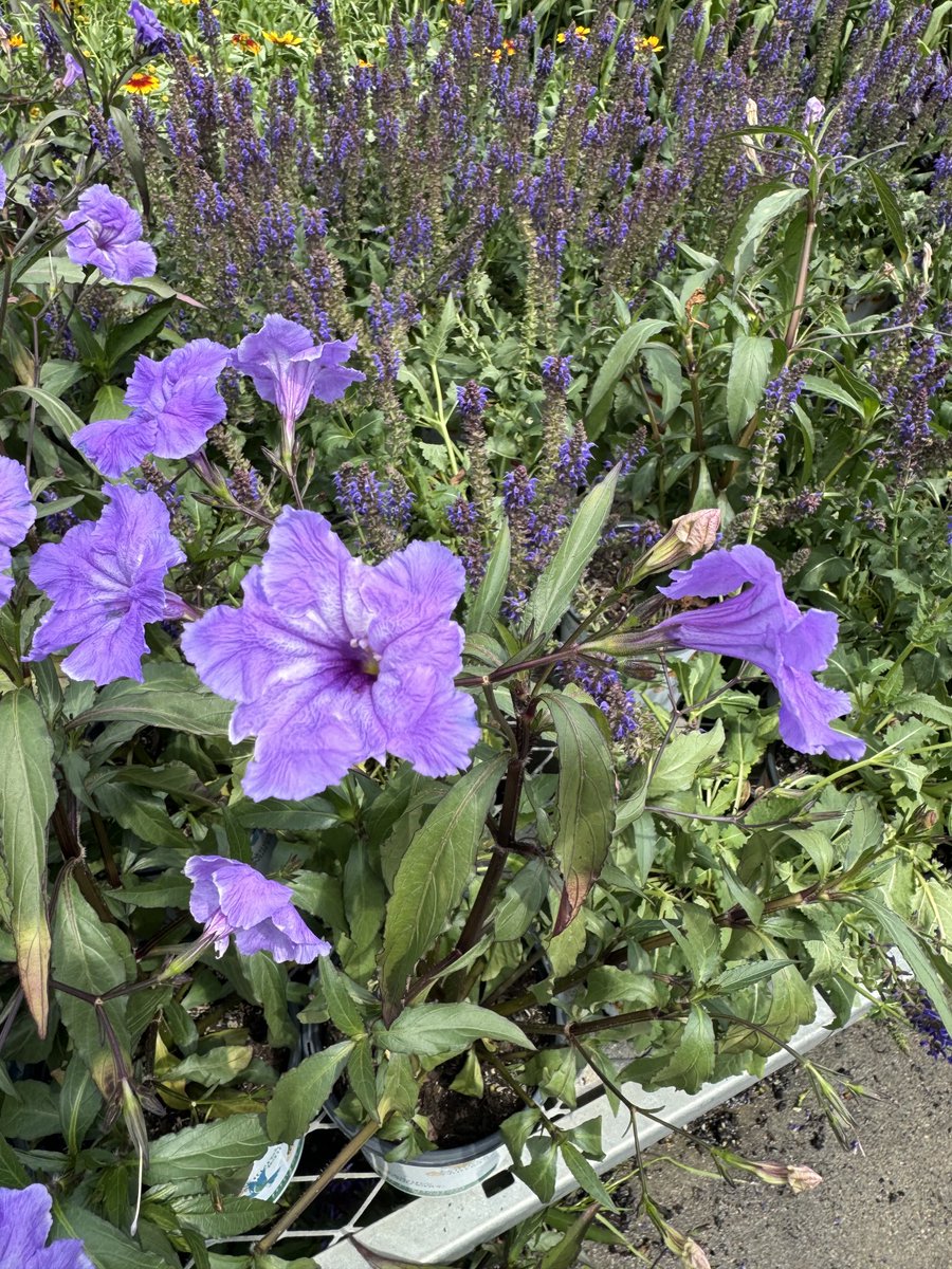 This is Salvia and the bees are going to wild on these. .