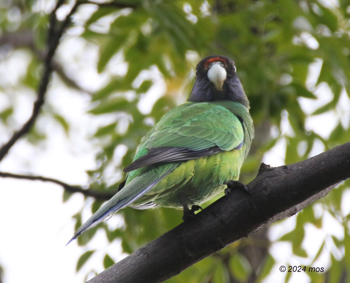 Australian Ringneck (Barnardius zonarius) #birdwatching #BirdTwitter #birding #parrot #TwitterNatureCommunity #TwitterNaturePhotography #birdlifeoz