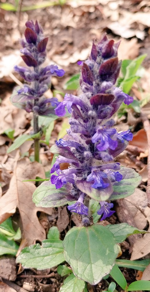 schiano_lo's tweet photo. #Ajuga spp.
 Fam. Lamiacee https://t.co/jjlrV9l6Ah