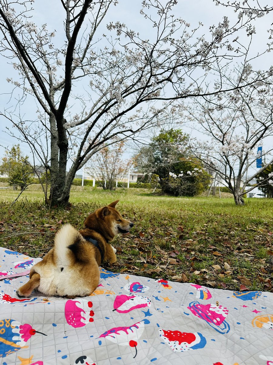 昨日はお花見してきました🌸 つくねもニコニコ🥰 4月は雨が多いので桜散る前にピクニック出来て良かった！家族写真も撮ったし📸 #犬のいる暮らし #柴犬のいる暮らし #柴犬 #shibainu