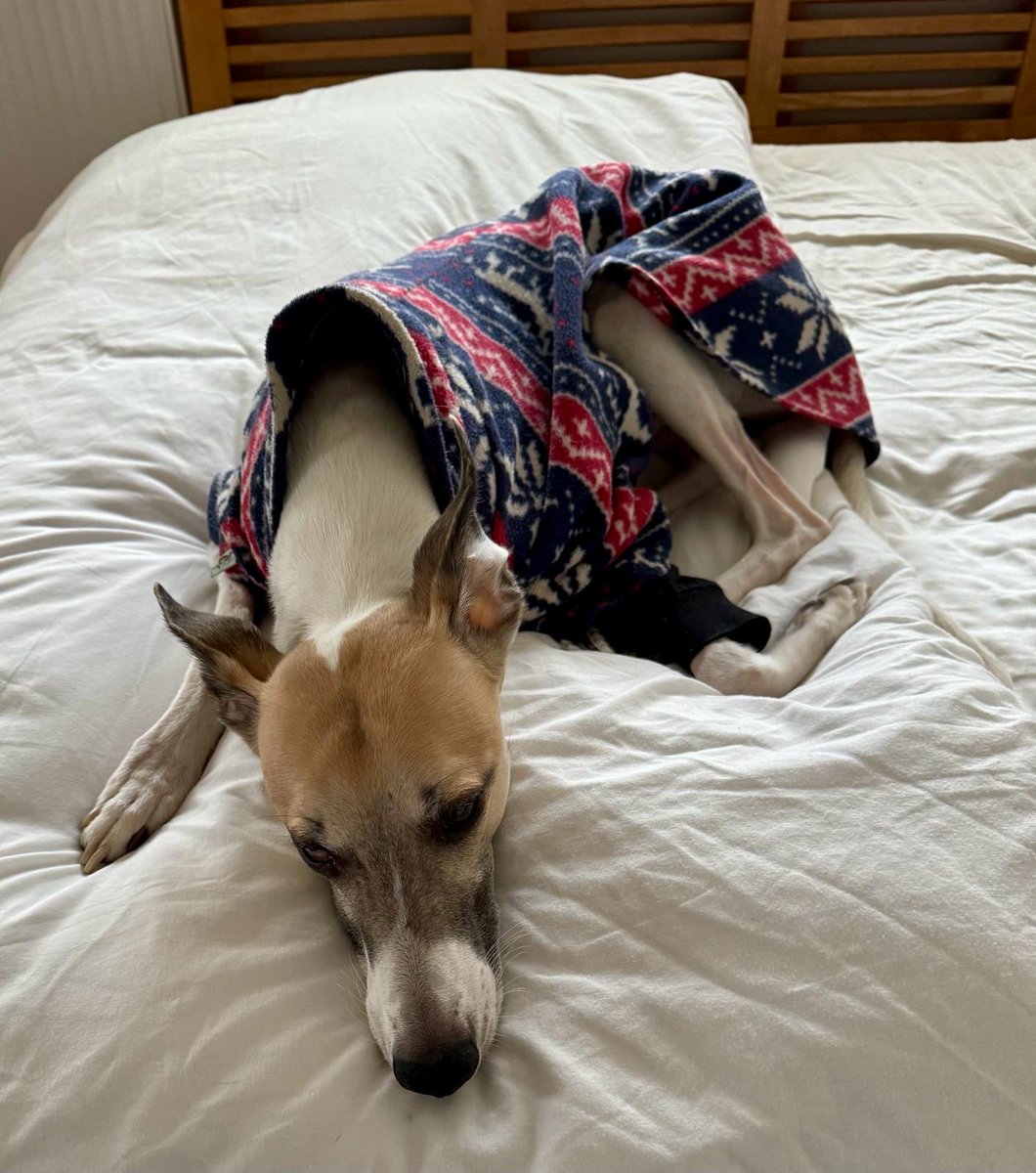 🙏🏻🙏🏻🙏🏻🙏🏻 light candles for Rooby tonight .. she collapsed about an hour ago. The vet said she has developed liver failure… her fight to stay with us is coming to an end. 💔💔💔💔💔💔💔