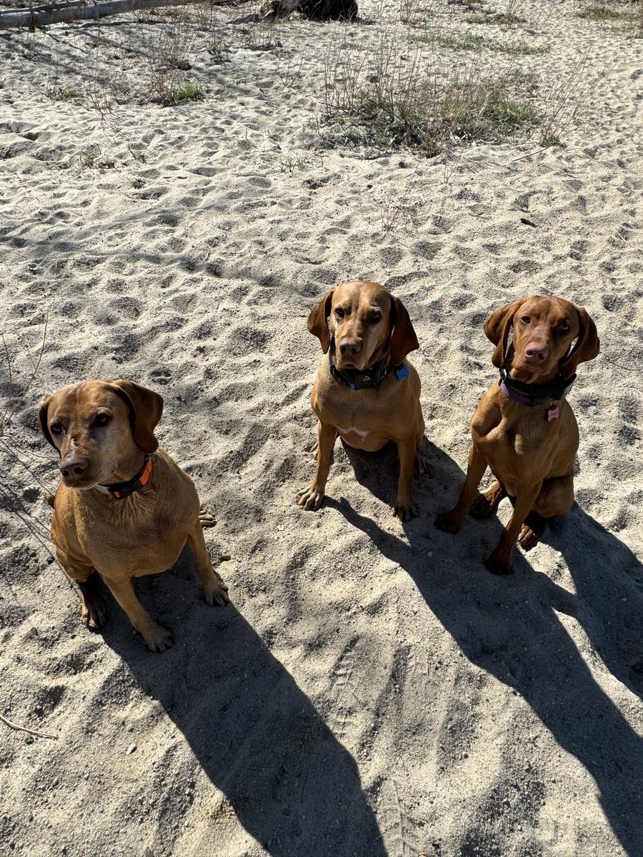 My #Easter celebration. Pup romp at the reservoir. #vizsla #springtime #Denver treats were totally involved