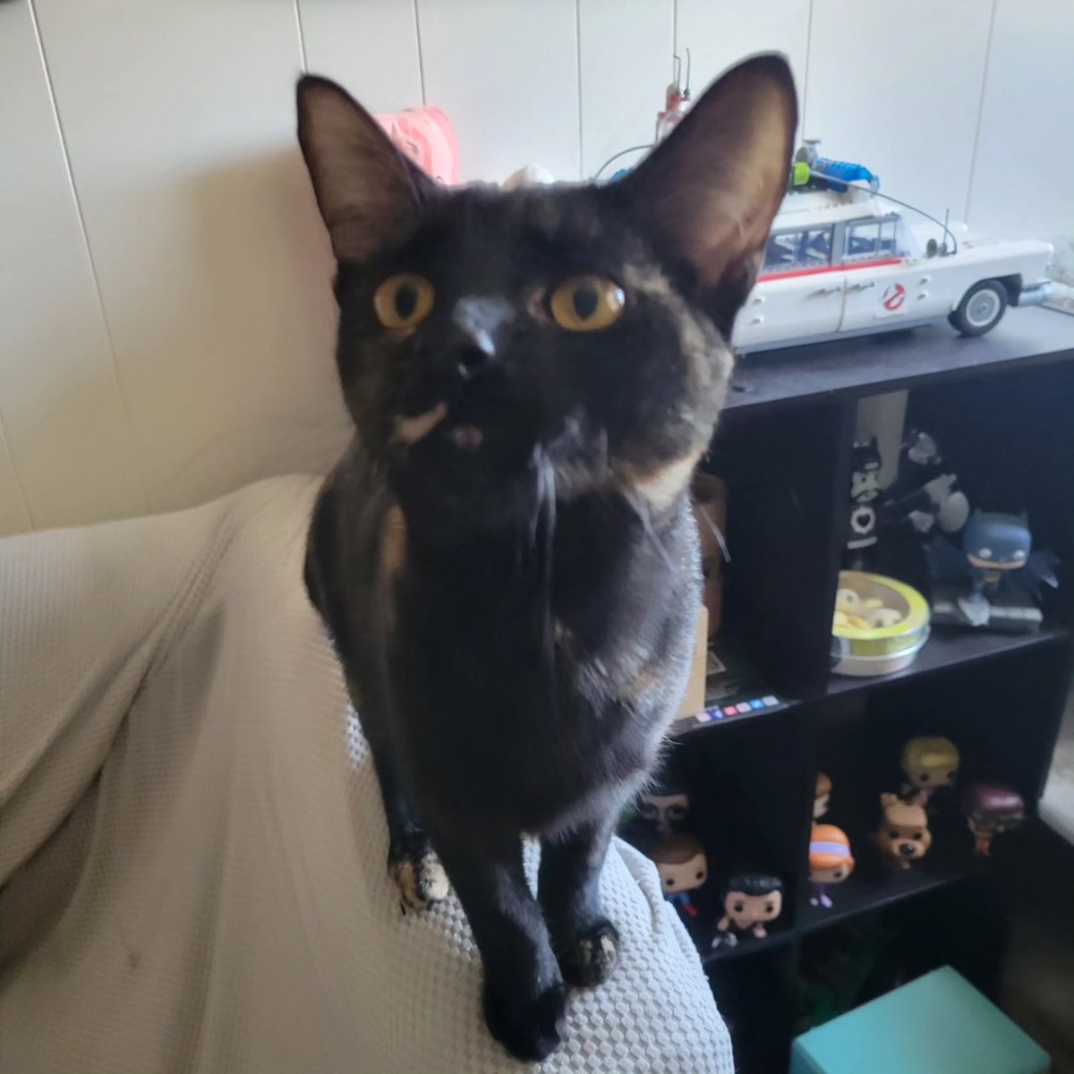 Acorn. She is so big! Huge compared to her sister Walnut! #Cats #Kittens #CatsOfTwitter #CatsOfX #KittensOfTwitter #Torties #Tortietude #CuteCat #Acorn