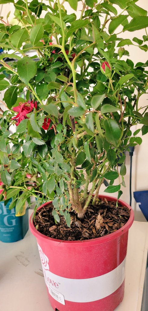 I bought my wife her first rose bush today.  She was so happy. 
#happyeaster2024 #roses #truelove