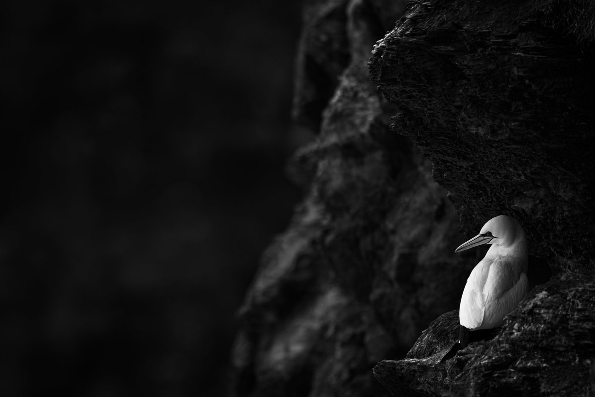 'Home Alone' Been dangling off the cliffs again! A lone female #gannet at #trouphead @RSPBScotland @RSPBNorthScot @Natures_Voice @ScotWildlife #wexmondays #sharemondays2024 #fsprintmonday #birdphotography #wildlifephotography #TwitterNaturePhotography #TwitterNatureCommunity
