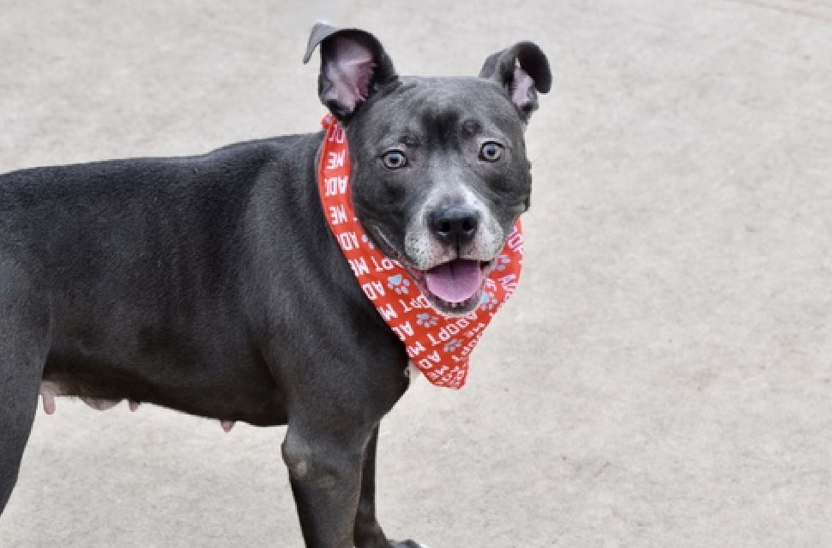 💔Diamond💔 #NYCACC #190607 1y ▪️To Be Killed: 4/2💉 Precious sweetie's💔, surr due 2 owner's health. Affectionate, active, social, smart, knows cues. Adores ppl, inc kids, play-bows mtg dogs! Stressed, needs loving, N.East #Adopter/#Foster, 2 decompress. Pls #pledge 💞Diamond