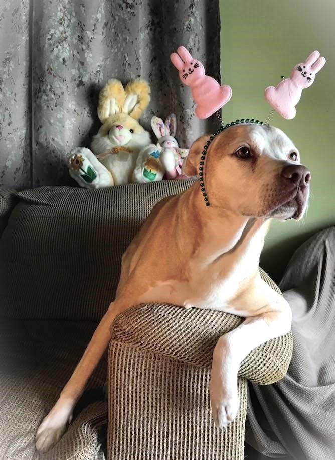 NOLAsDog's tweet photo. Happy Easter!!! 🐰@celebrationofdogs #easter2024 #Easter #dog @MargaretOrr &amp; Bleu, @abitoknow @GwenetteFL @TrudyG #NOLA #ivyrose https://t.co/GpeuKcTwH9