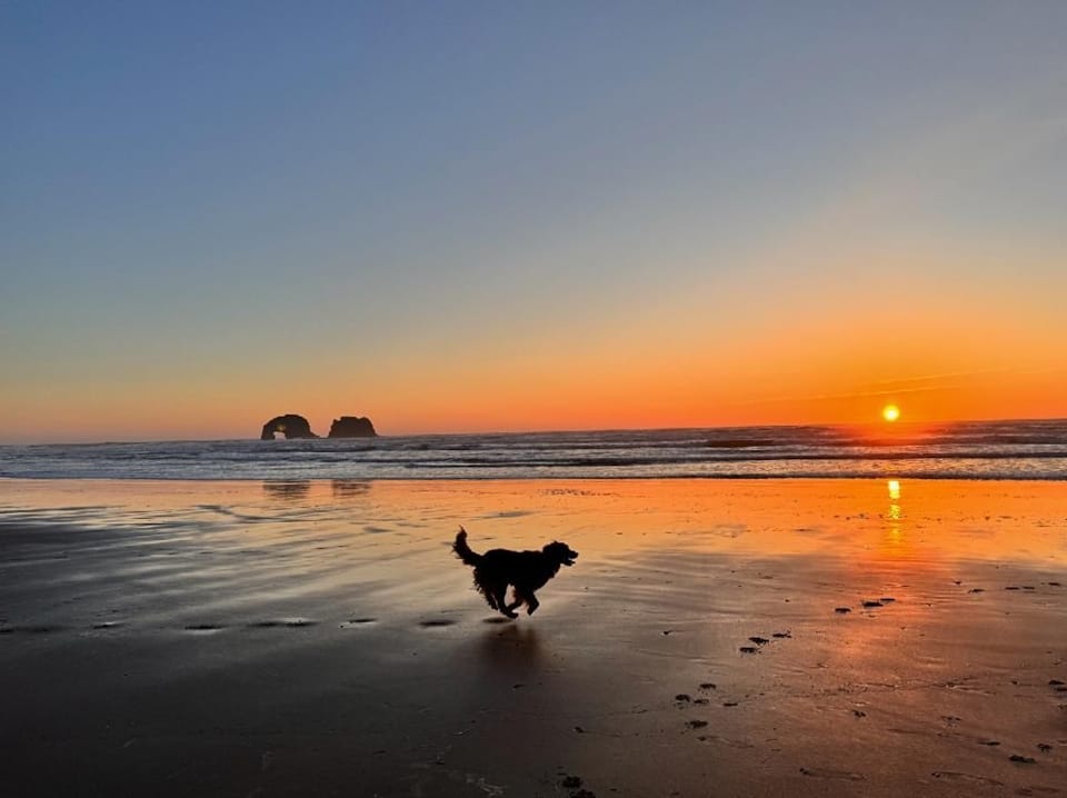 Big red dog racing on the beach at sunset. #twinrocks #oregoncoast #endofmarch