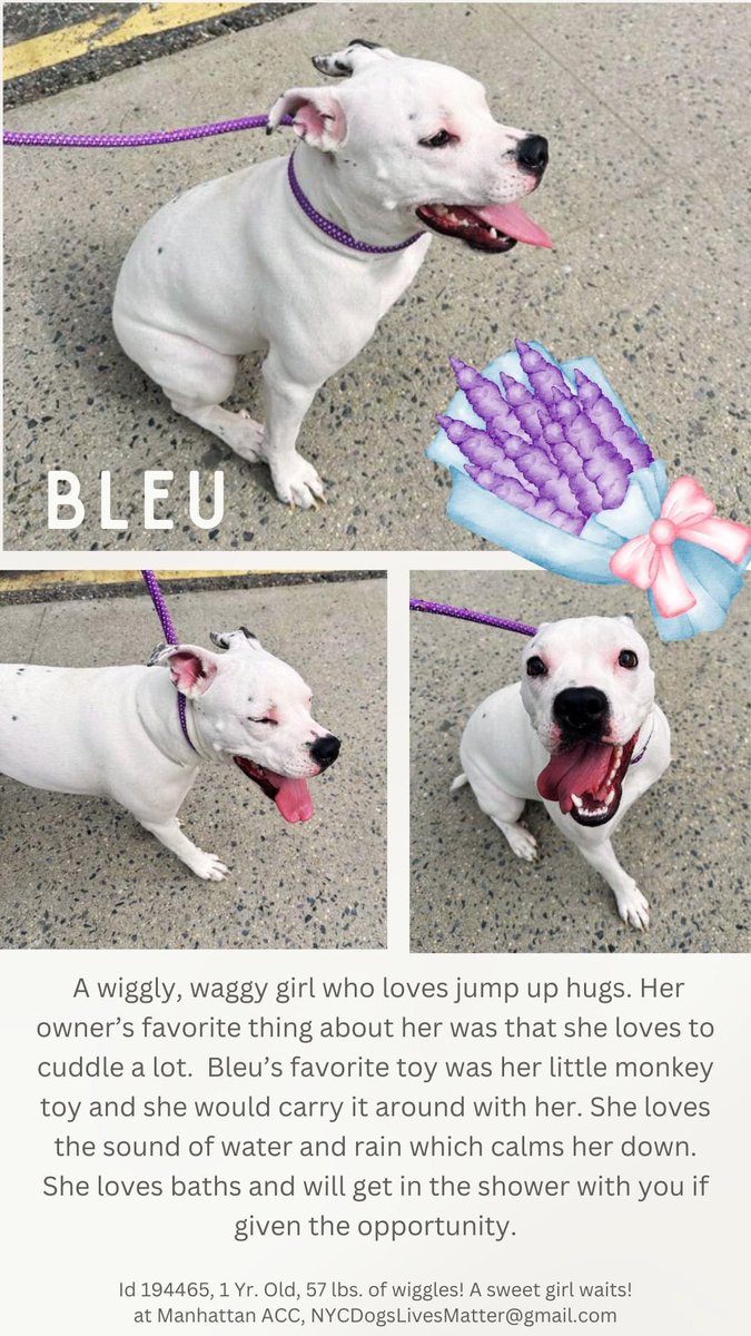 2. The Shelter Animal Rescue Act (#SARA): bit.ly/3MxRfbG Assemblywoman Donna Lupardo (518) 455-5431 LupardoD@NYAssembly.gov Senator Michelle Hinchey (518) 455-2350 Hinchey@NYSenate.gov for Puppy BLEU