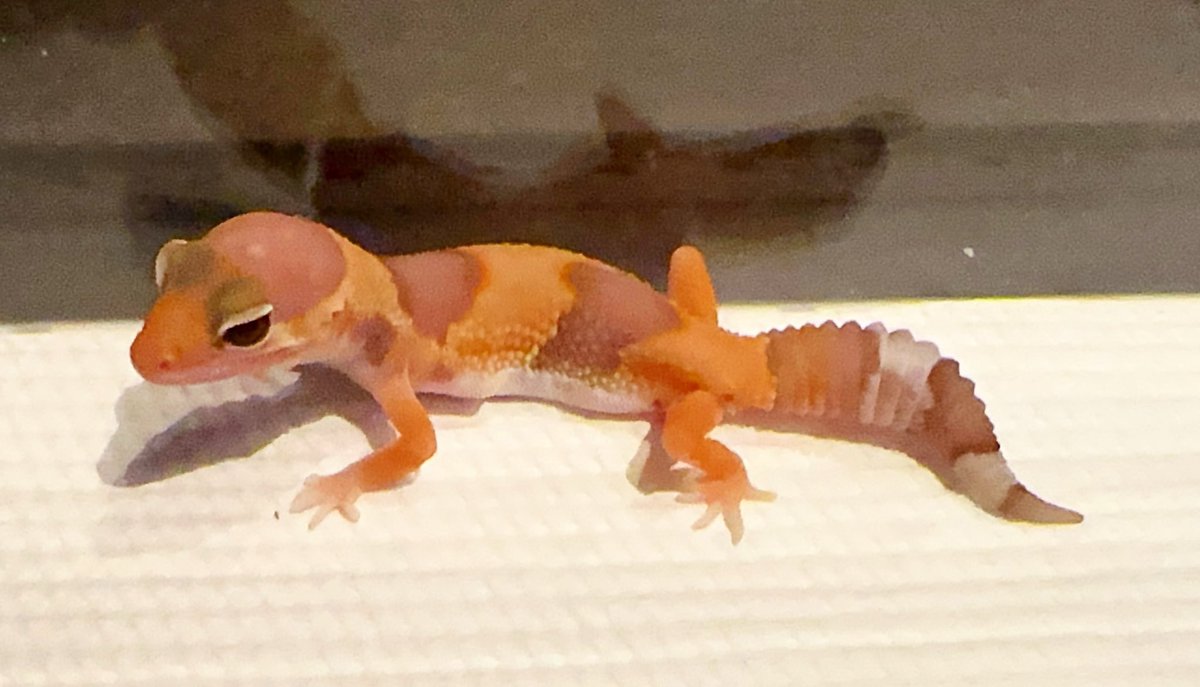 ニシアフ アメラニ ベビー- ̗̀  お得🉐   ̖́-
お問い合わせくださいෆ.*･ﾟ
本日は15時から17時まで営業してます。