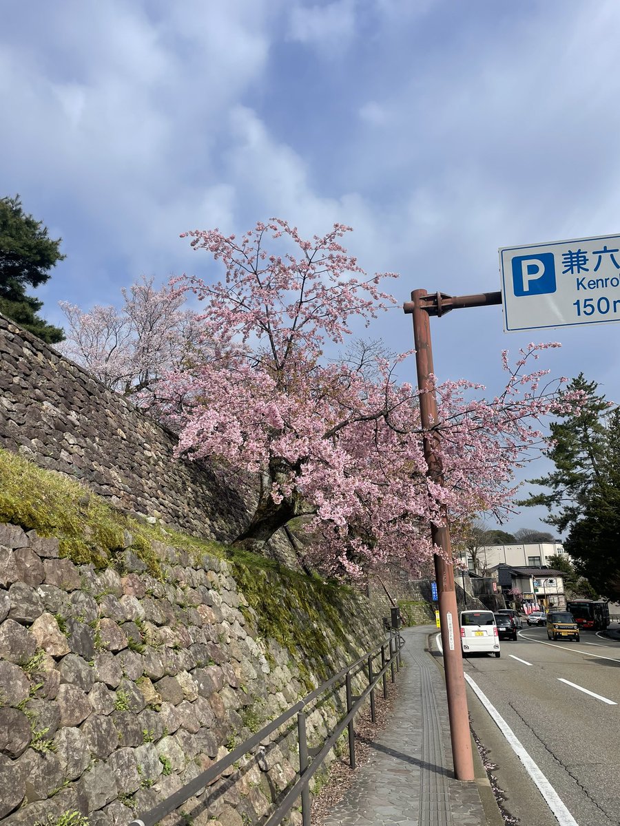 SemkanSaaS's tweet photo. まだまだですが、兼六園でも日当たりのいいところは桜もしっかり咲き始めてます！
今日から新しい会社な人、学校の人。
何でも新しく始めるぞという人
頑張ってください！

#今日から新年度 #兼六園 #桜 https://t.co/cGu17yihSI