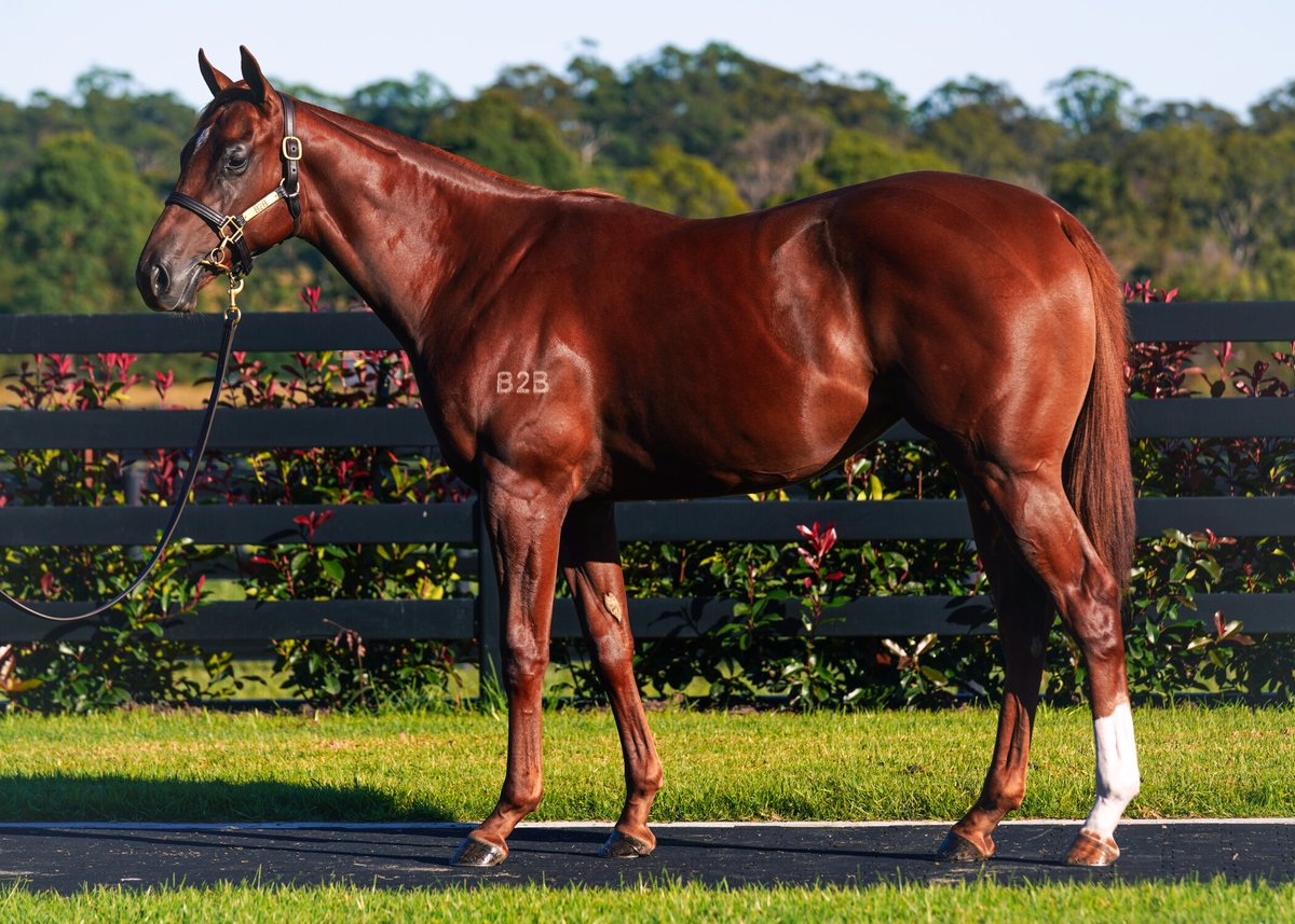 🐎 #2024InglisEaster So much to like about the team of 8 from B2B THOROUGHBREDS – especially as it features youngsters by Exceed And Excel, Snitzel, So You Think and co. – but the farm also presents the sole yearling in the sale by Group 2 winning sprinter & first season sire,…