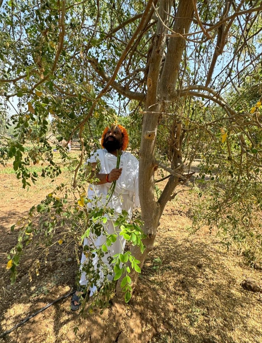 Amitavasthi15's tweet image. आज 
हमारे फ़ार्म गो वात्सल्य धाम का सुंदर दृश्य कटहल चीकू बेल सहजन और बहुत सारी सब्ज़ीया