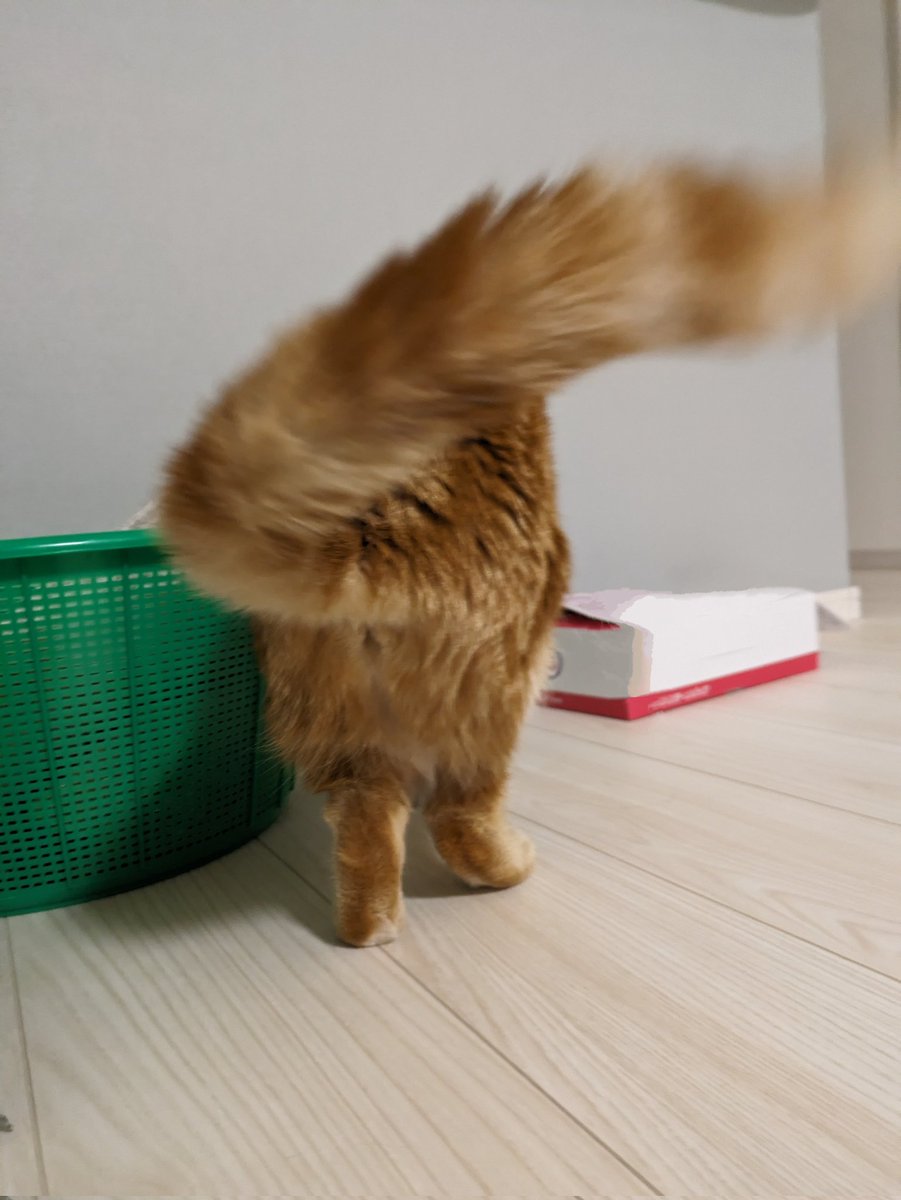 とらほー🐯🙌　もみじ🍁です😻#猫のいる幸せ　#猫のいる暮らし　#とらほー　#ケツ曜日　阪神🐯初勝利しました～😚ここから勢いに乗ってイキましょう🫡👍 4月もボチボチよろしくお願いします🤝✌😉