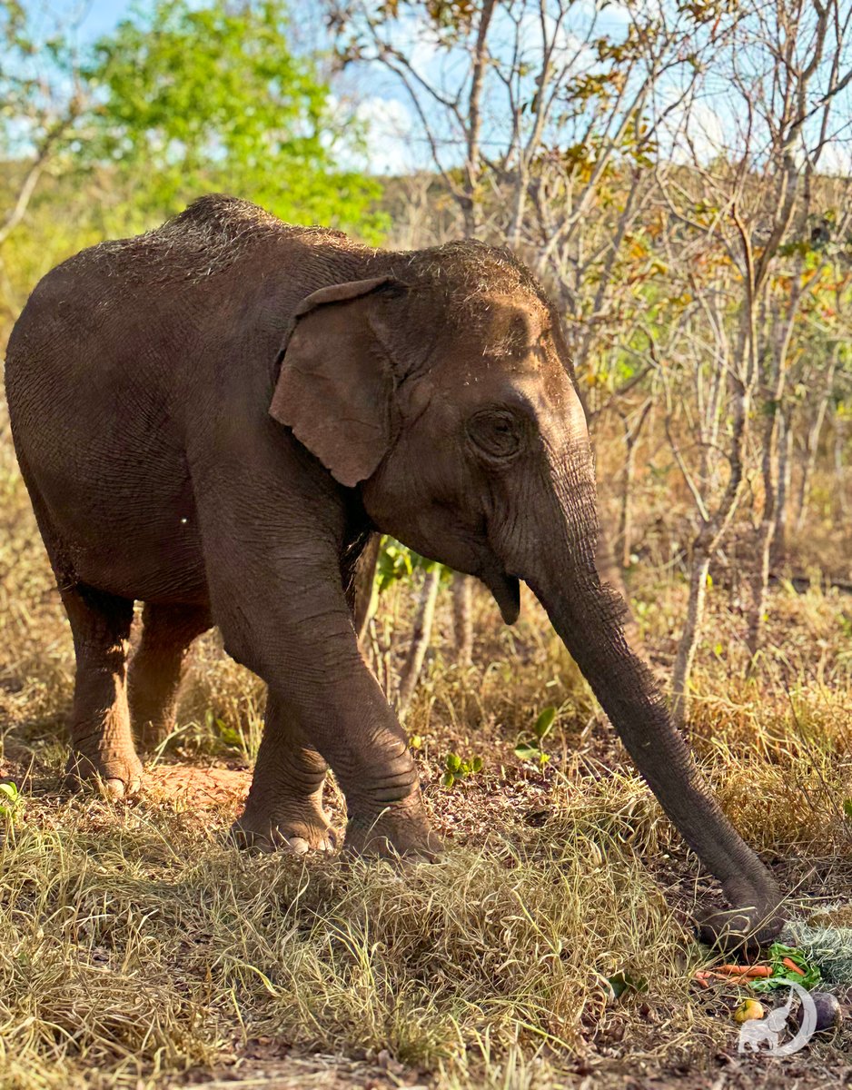 Guillermina reaches out to enjoy a snack. 🥕
