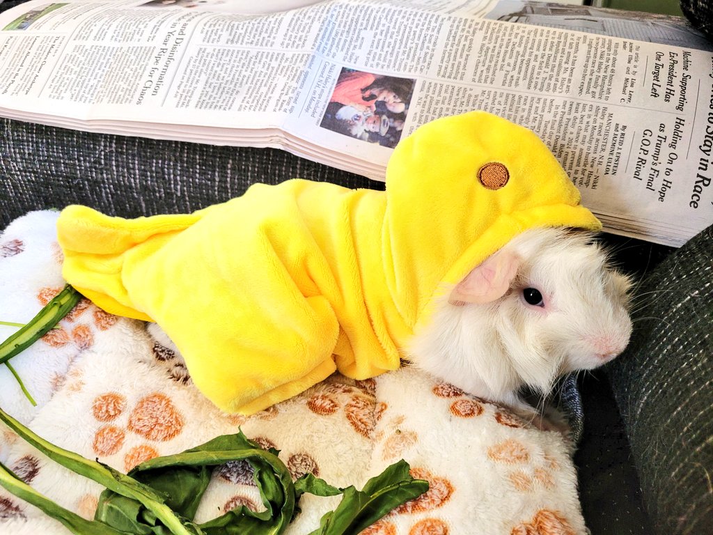 sealpaws's tweet photo. chippie says happy eepster :) 🐹🐣💛 https://t.co/SE1NyXW6ZN