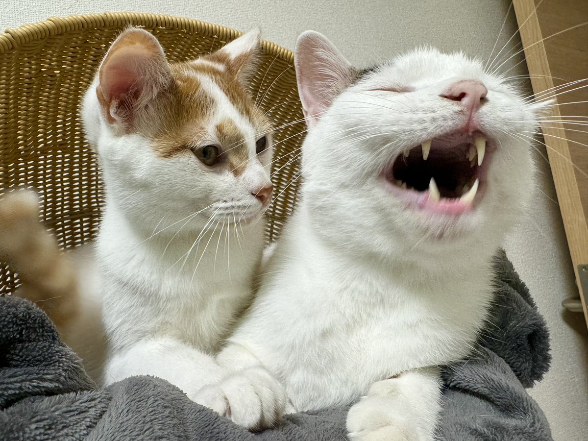 ねこほうママ tweet media