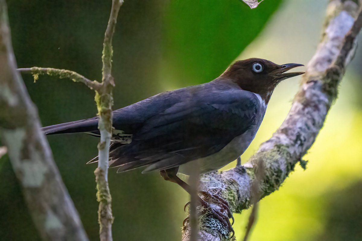 mitoGFP's tweet photo. White-chinned thrush and White-eyed thrush  #naturalistjourneys #BirdsSeenIn2024 #birdphotography #sonyA1  #birdwatching #wildlifephotography #jamaica #BirdTwitter #birding #BirdsOfTwitter  @inaturalist #jamaicabirds #birdsofjamaica #thrush https://t.co/vpkk4Uy5qm