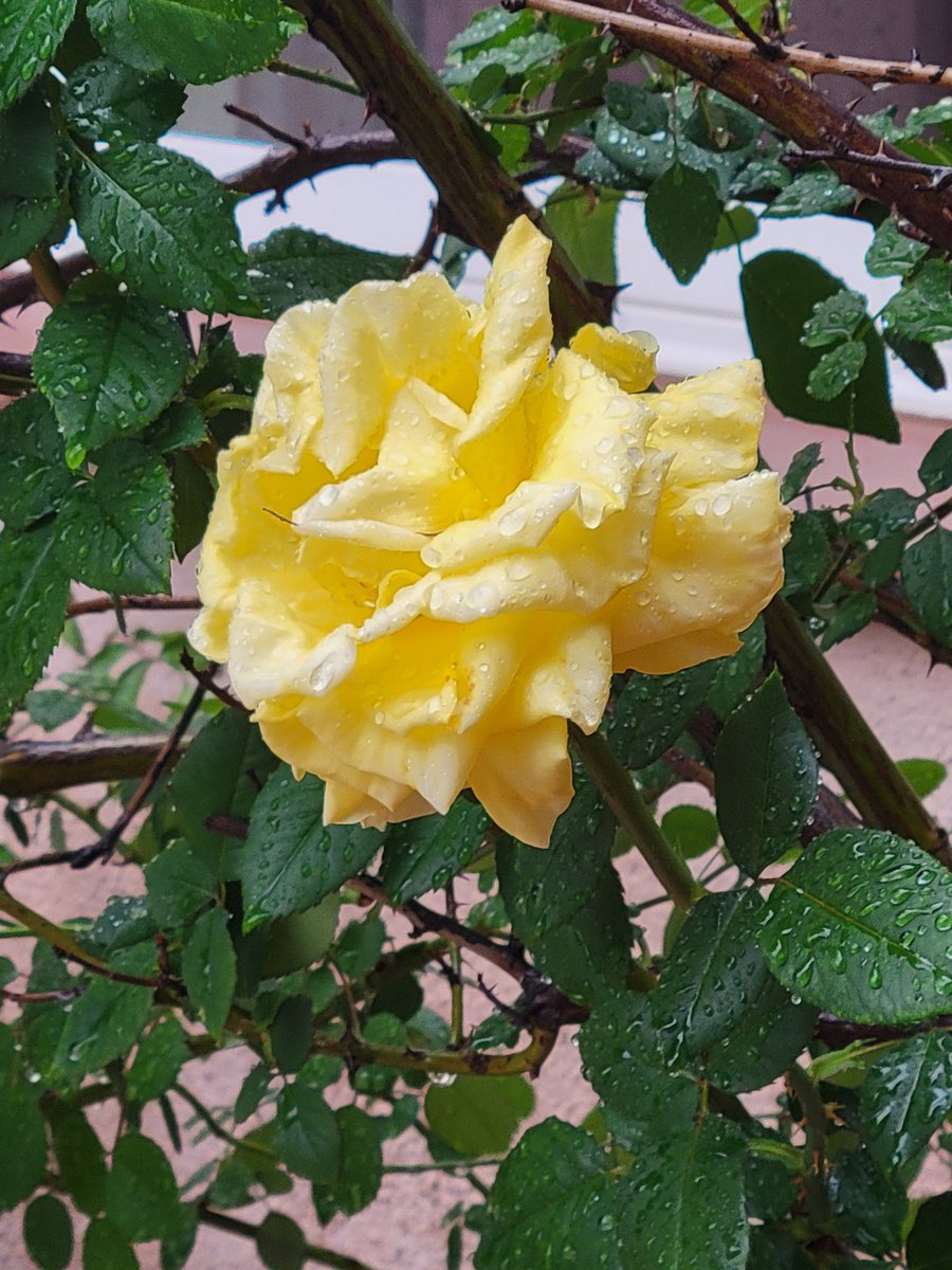 Rain in the desert is always a blessing, perhaps most especially today. Happy Easter to all who celebrate. With love, from the Old Pueblo.