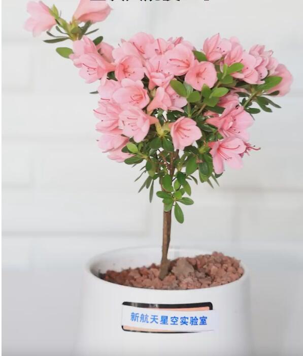 PDChina's tweet photo. With a 37-year history of #spacebreeding, China has for the first time introduced space-bred #flowers for sale online, with the 1st batch including a new variety of Coral Lily, Chinese roses, and carnation flowers. The flowers boast a longer bloom period and a stronger fragrance. https://t.co/m7PvgZbZsK