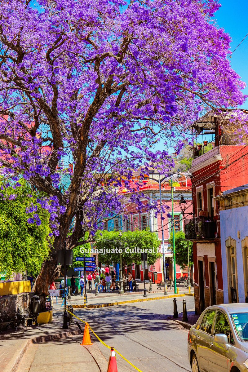 Qué bonito es Guanajuato con sus Jacarandas...