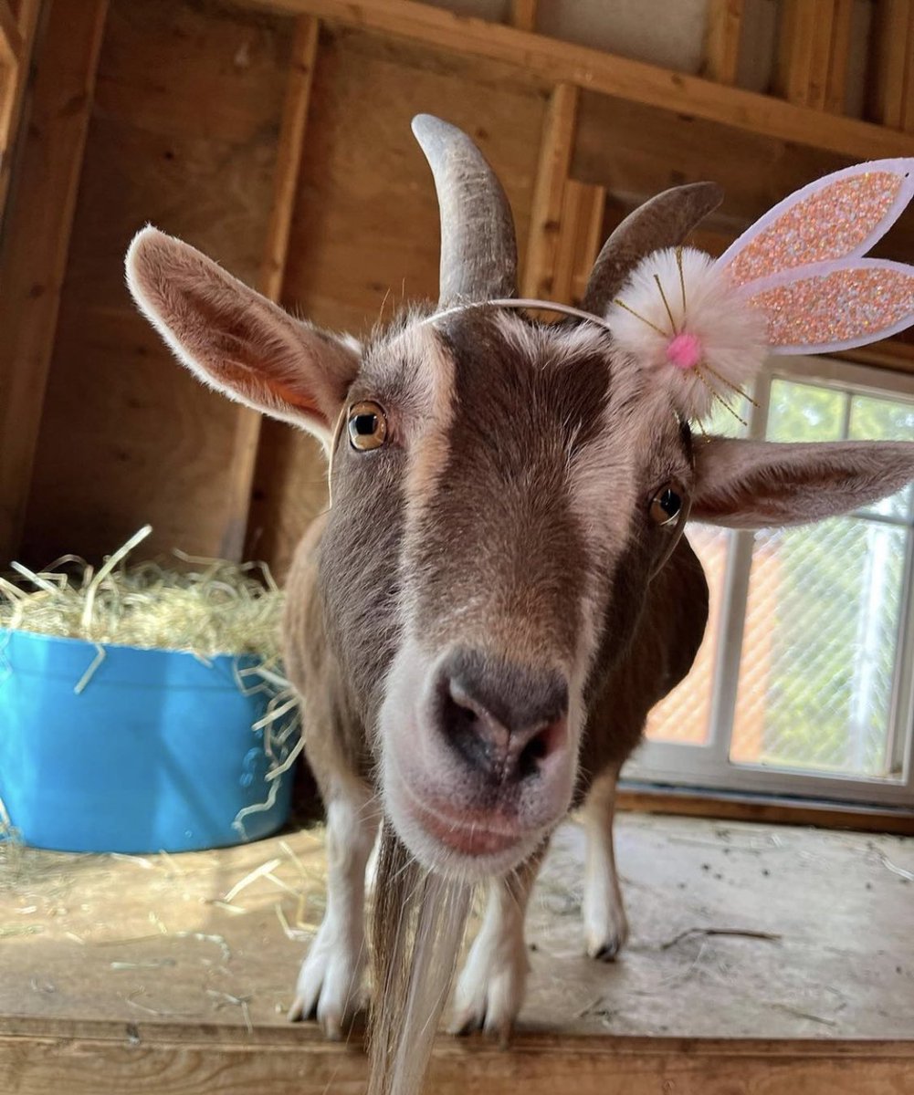 A happy Easter is one without these babies on your plate #easter2024 #vegan