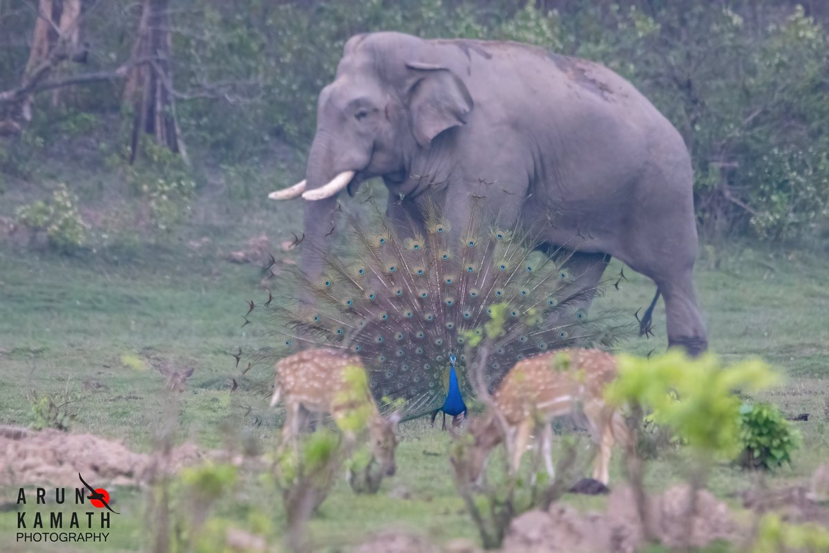 The national Bird Indian Peacock spreading its tail wooing the peahens. And oh yes the majestic tusker of Rajaji in the bg and few spotted deers too in the frame. Hope the week starts well. #indiaves #Mondayvibes #TwitterNatureCommunity #wildlifephotography